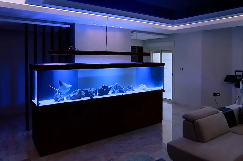 Custom-Designed Predatory Fish Tank